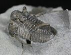 Rare Eifel Cyphaspis Trilobite - Germany #27434-3